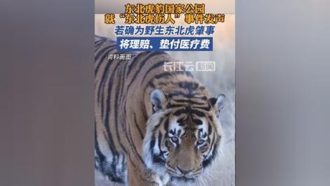 在东北虎豹国家公园碰到老虎怎么办?巡护员演示来了