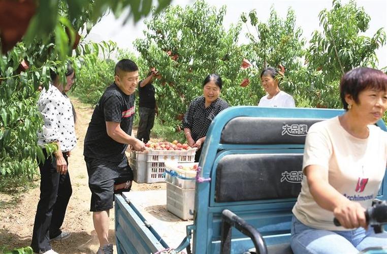 (乡村行·看振兴)山西阳曲:蔬果丰收采摘忙 乡村振兴产业旺