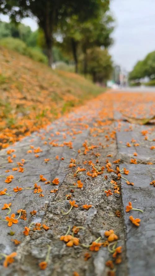 合肥桂花迟来飘香 国庆赏桂正当时