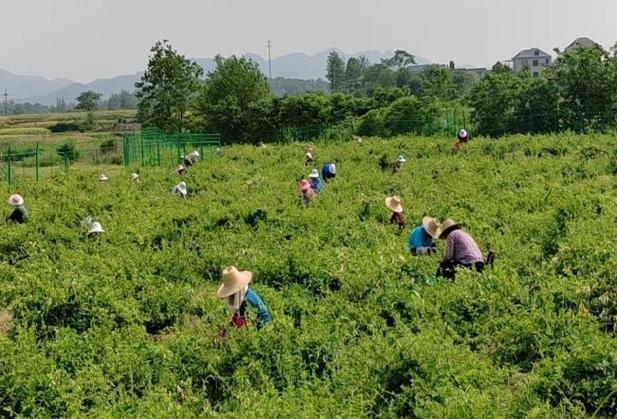 (乡村行·看振兴)江西庐山:金银花产业铺就百姓致富路