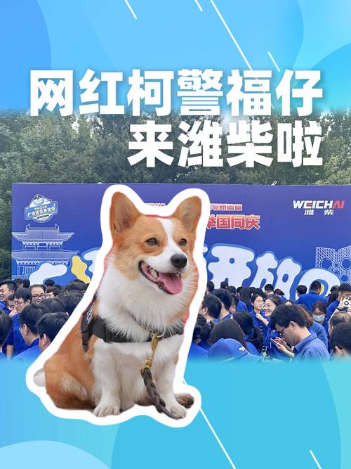 警犬福仔带火一座城!外国媒体接连报道,网友:这是干上文旅的活了