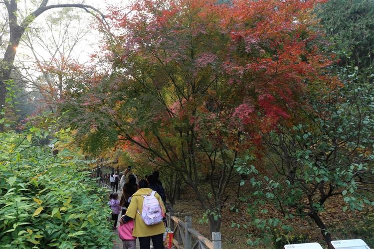 香山红叶节落幕超百万游客赏红