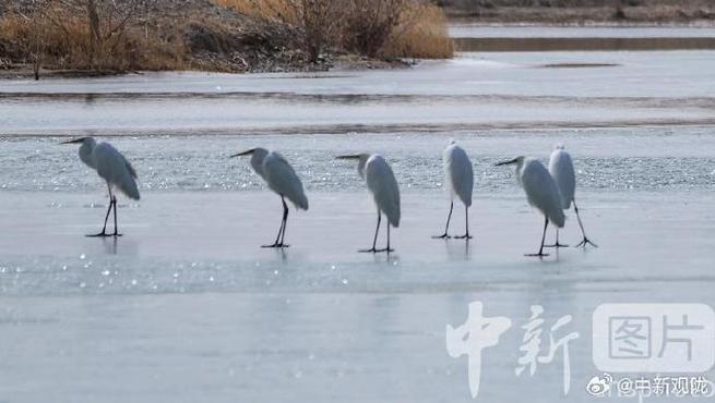 第二批白鹭组队抵达敦煌阳关湿地